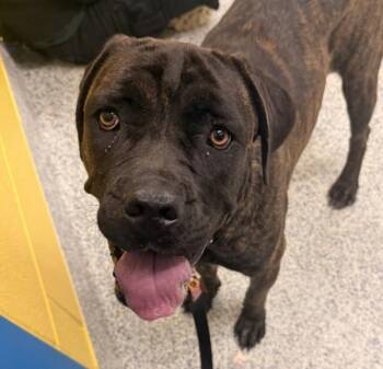 Froggie -  Cane Corso Dog for Adoption in Golden, Colorado - Froggie | PetCurious