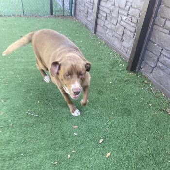 Samson 9451 -  Labrador Retriever and Mixed Breed Dog for Adoption in Loxahatchee Groves, Florida - Samson 9451 | PetCurious