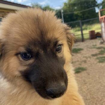 Sugar Cookie -  Anatolian Shepherd and Mixed Breed Dog for Adoption in Stilwell, Oklahoma - Sugar Cookie | PetCurious