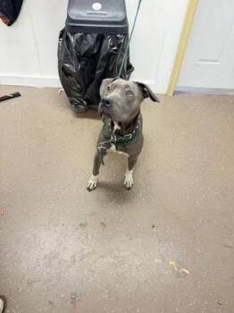 Gracie -  Pit Bull Terrier and Mixed Breed Dog for Adoption in South Bend, Indiana - Gracie | PetCurious