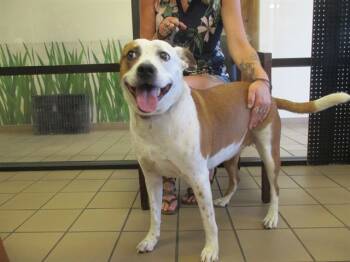 Rescue Pit Bull Terrier and Mixed Breed Dogs for Adoption in Ocala, Florida - OLIVE | PetCurious