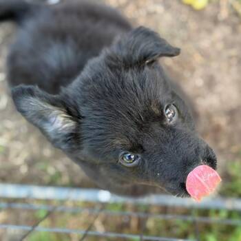Panda -  Mixed Breed Dog for Adoption in Bentonville, Arkansas - Panda | PetCurious