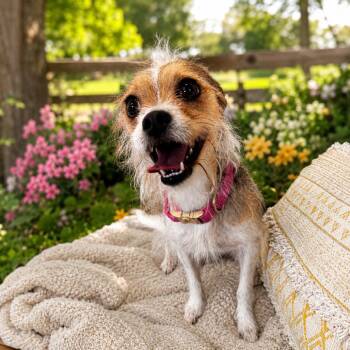PIPER (648) -  Wire Fox Terrier Dog for Adoption in Indiantown, Florida - PIPER (648) | PetCurious