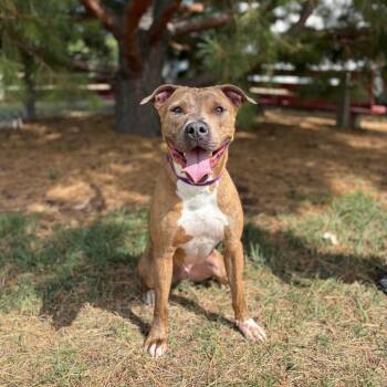 Maximus -  Pit Bull Terrier Dog for Adoption in Fargo, North Dakota - Maximus | PetCurious