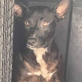Camilla -  Mixed Breed Dog for Adoption in Valley, Alabama - Camilla | PetCurious