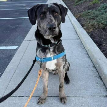 Catahoula Leopard Dog Dogs Available for Adoption in Indianapolis, Indiana - Patrick | PetCurious