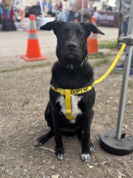 Labrador Retriever Dogs Available for Adoption - Rebby | PetCurious
