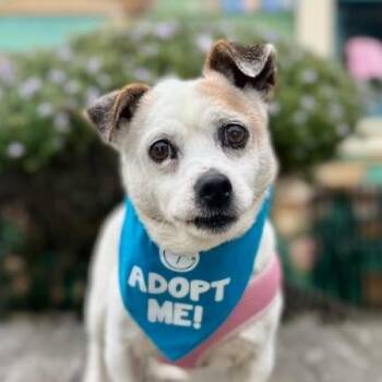 Peter Piper -  Jack Russell Terrier Dog for Adoption in Pacific Grove, California - Peter Piper | PetCurious