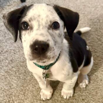 Calzone -  Mixed Breed Dog for Adoption in Buffalo, Minnesota - Calzone | PetCurious