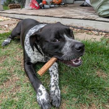 Sean Connery -  Pit Bull Terrier Dog for Adoption in Martinez, California - Sean Connery | PetCurious