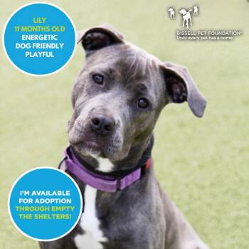 Lily -  Terrier and Mixed Breed Dog for Adoption in Mooresville, North Carolina - Lily | PetCurious