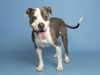 NATE -  Pit Bull Terrier Dog for Adoption in Phoenix, Arizona - NATE | PetCurious