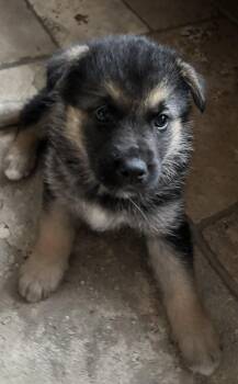 Mixed Breed Dogs Available for Adoption - Bart | PetCurious