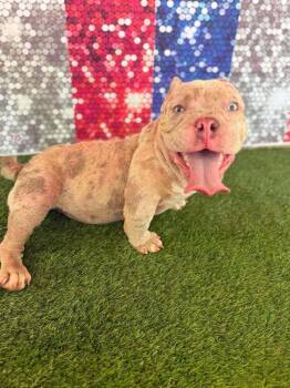 Spaghetti-O -  Mixed Breed Dog for Adoption in Wayne, New Jersey - Spaghetti-O | PetCurious