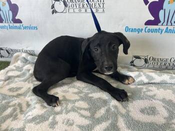 Labrador Retriever and Mixed Breed Dogs Available for Adoption - A591971 | PetCurious