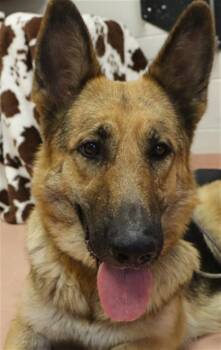 NATIONAL -  Mixed Breed Dog for Adoption in Columbia, South Carolina - NATIONAL | PetCurious