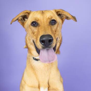 Koda -  German Shepherd Dog and Mixed Breed Dog for Adoption in Portland, Oregon - Koda | PetCurious