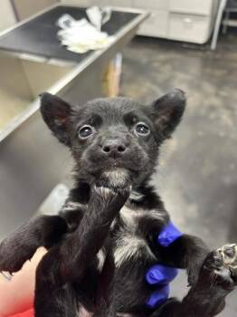 Santos -  Mixed Breed Dog for Adoption in Memphis, Tennessee - Santos | PetCurious