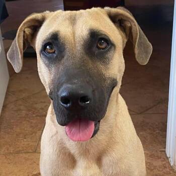 Black Mouth Cur Dogs Available for Adoption in Oak Point, Texas - Gin | PetCurious