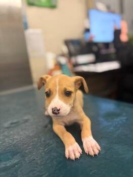 Marco -  Mixed Breed Dog for Adoption in Mobile, Alabama - Marco | PetCurious