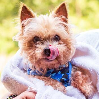 Chip -  Yorkshire Terrier and None Dog for Adoption in Hattiesburg, Mississippi - Chip | PetCurious
