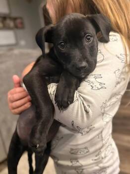 Fenway -  Mixed Breed Dog for Adoption in Lexington, Kentucky - Fenway | PetCurious