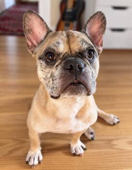 Magic -  French Bulldog Dog for Adoption in Philadelphia, Pennsylvania - Magic | PetCurious