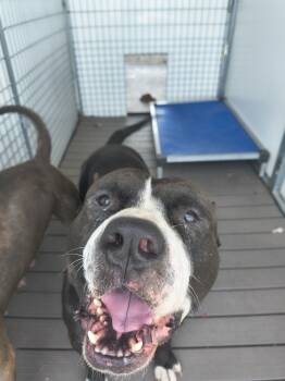 Rescue Pit Bull Terrier and Mixed Breed Dogs for Adoption in Moses Lake, Washington - Cabo | PetCurious