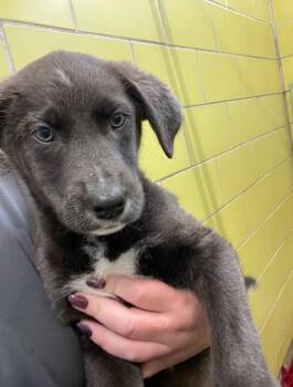 Mixed Breed Dogs Available for Adoption in Minot, North Dakota - Juniper | PetCurious