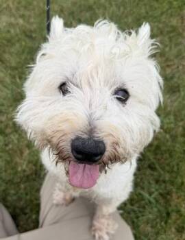 Salty -  West Highland White Terrier Westie Dog for Adoption in Bryan, Ohio - Salty | PetCurious