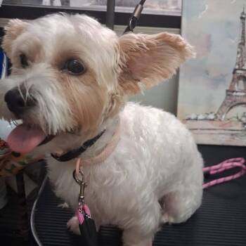Muffin -  Yorkie Poo Dog for Adoption in Phenix City, Alabama - Muffin | PetCurious