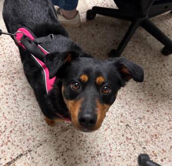 Dixie -  Rottweiler Dog for Adoption in Newnan, Georgia - Dixie | PetCurious