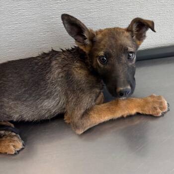 Mixed Breed Dogs Available for Adoption in Las Cruces, New Mexico - 107260 | PetCurious