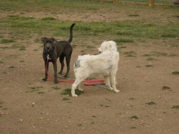 Lincoln -  Retriever and Mixed Breed Dog for Adoption in Fort Collins, Colorado - Lincoln | PetCurious