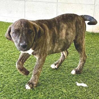 R169014 Caspian -  Hound and Mixed Breed Dog for Adoption in Port Washington, New York - R169014 Caspian | PetCurious