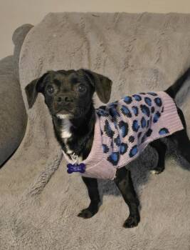 Rescue Chihuahua Dogs for Adoption in Jamestown, North Dakota - Bob Barker | PetCurious