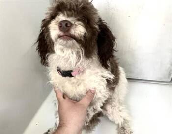 Maltese and Mixed Breed Dogs Available for Adoption in Houston, Texas - A657007 | PetCurious