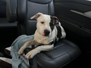 Pit Bull Terrier Dogs Available for Adoption - Chino | PetCurious