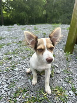 Rescue Chihuahua Dogs for Adoption in Nashville, Tennessee - Celine | PetCurious
