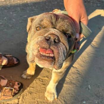 Layla -  English Bulldog Dog for Adoption in Sonoma, California - Layla | PetCurious