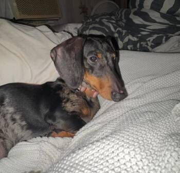 Sky -  Dachshund Dog for Adoption in Rochester, New York - Sky | PetCurious