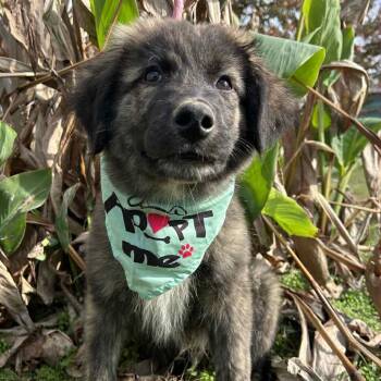 Rescue Shepherd and Australian Shepherd Dogs for Adoption in Manchester, New Hampshire - Marquee In NH! Come Meet Our Adoptable Dogs! More Info In Bio! | PetCurious