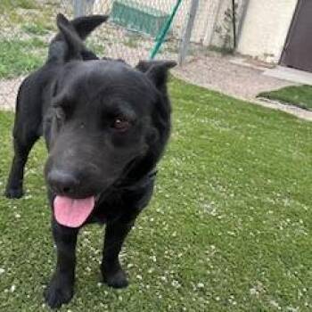 Littleman -  Cattle Dog and Dachshund Dog for Adoption in Bullhead City, Arizona - Littleman | PetCurious