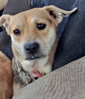 DAISY -  Labrador Retriever Dog for Adoption in Conroe, Texas - DAISY | PetCurious