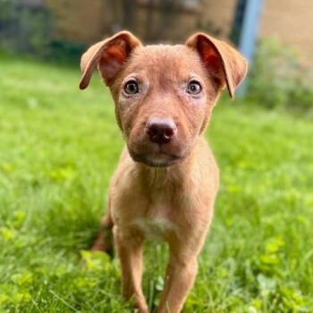 Max -  Shepherd and Labrador Retriever Dog for Adoption in Dayton, Ohio - Max | PetCurious