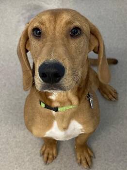 Beans -  Redbone Coonhound Dog for Adoption in Roanoke, Virginia - Beans | PetCurious