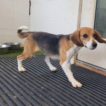BRAILEY 2989/8022 -  Beagle Dog for Adoption in Loxahatchee Groves, Florida - BRAILEY 2989/8022 | PetCurious