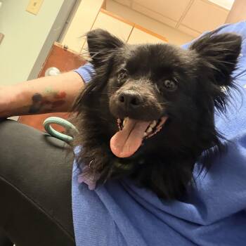 Papillon Dogs Available for Adoption - Lucy | PetCurious