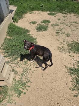Saylor -  Mixed Breed Dog for Adoption in Maquoketa, Iowa - Saylor | PetCurious
