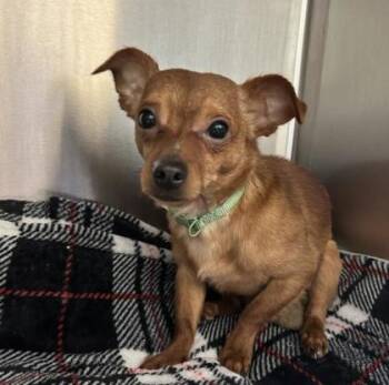 Bug -  Chihuahua and Mixed Breed Dog for Adoption in Merriam, Kansas - Bug | PetCurious